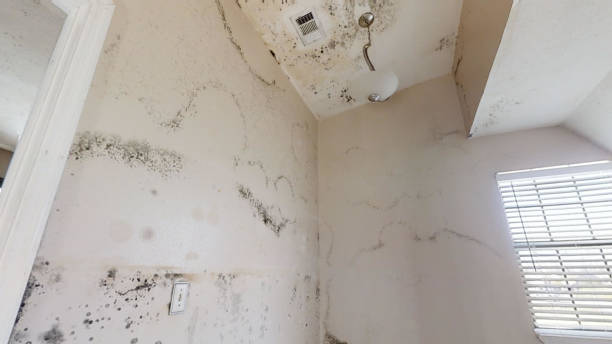 Best Airborne Mold Testing  in La Grange, TX