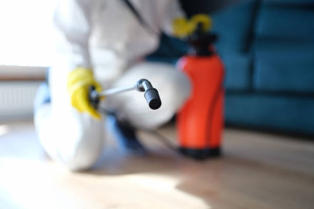 Best Attic Mold Removal  in La Grange, TX