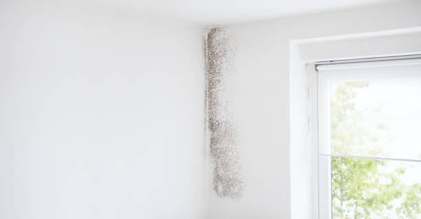 Trusted La Grange, TX Mold Removal Experts