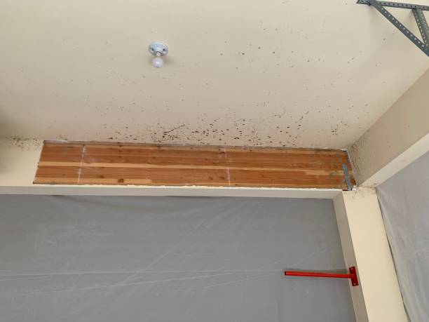 Best Black Mold Removal  in La Grange, TX